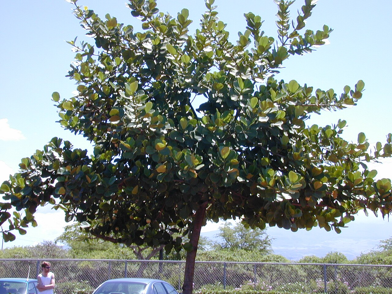 Clusia rosea
