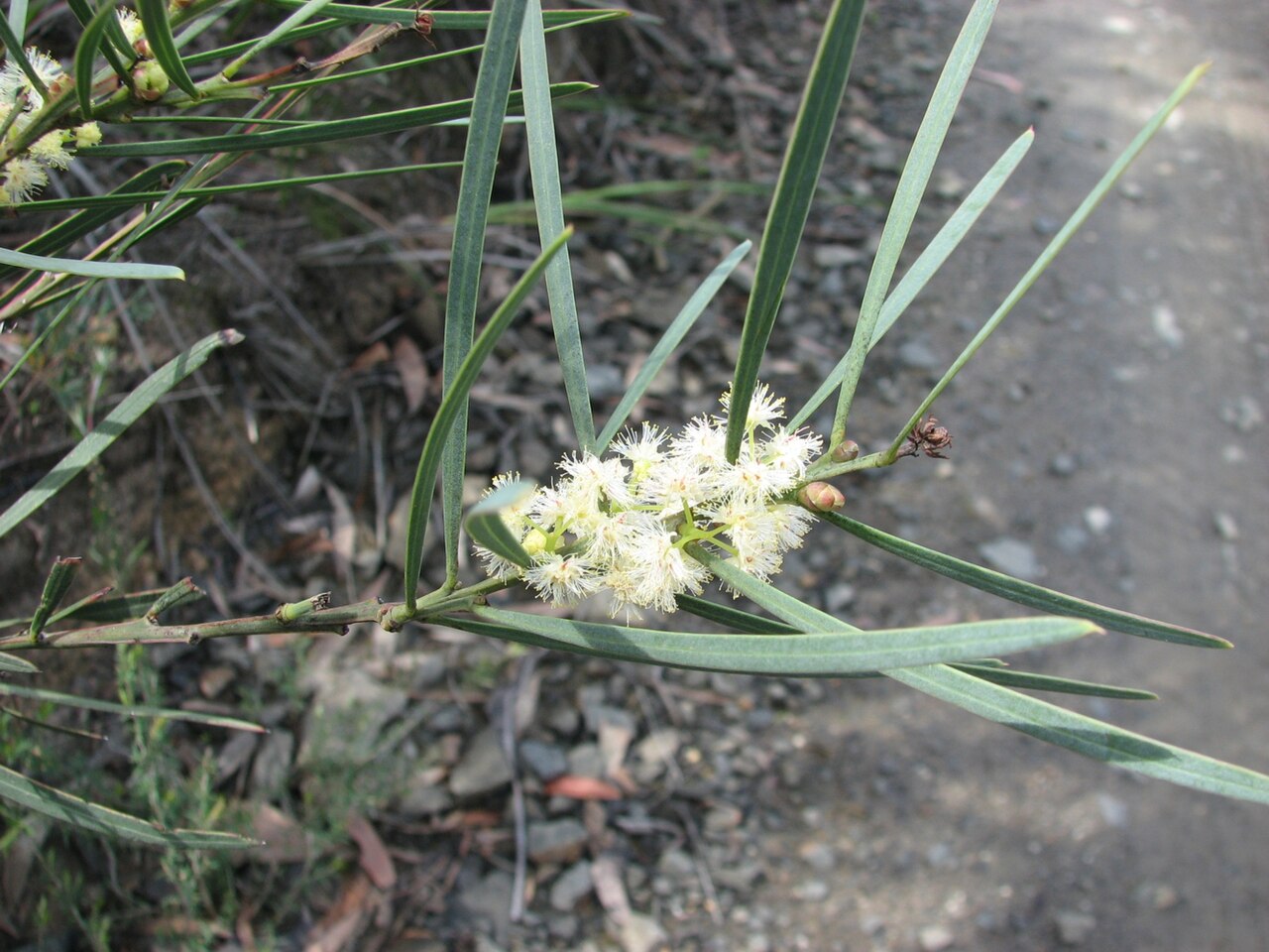 Acacia suaveolens