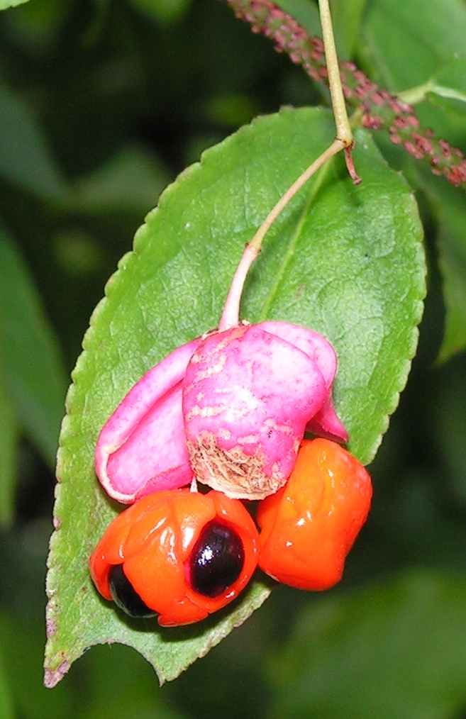 Euonymus verrucosus