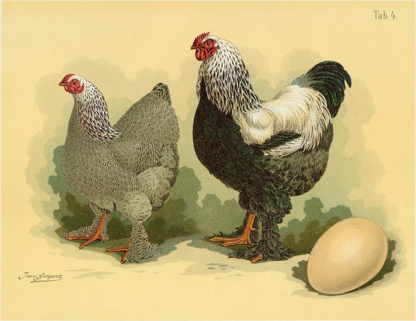 Brahma chicken