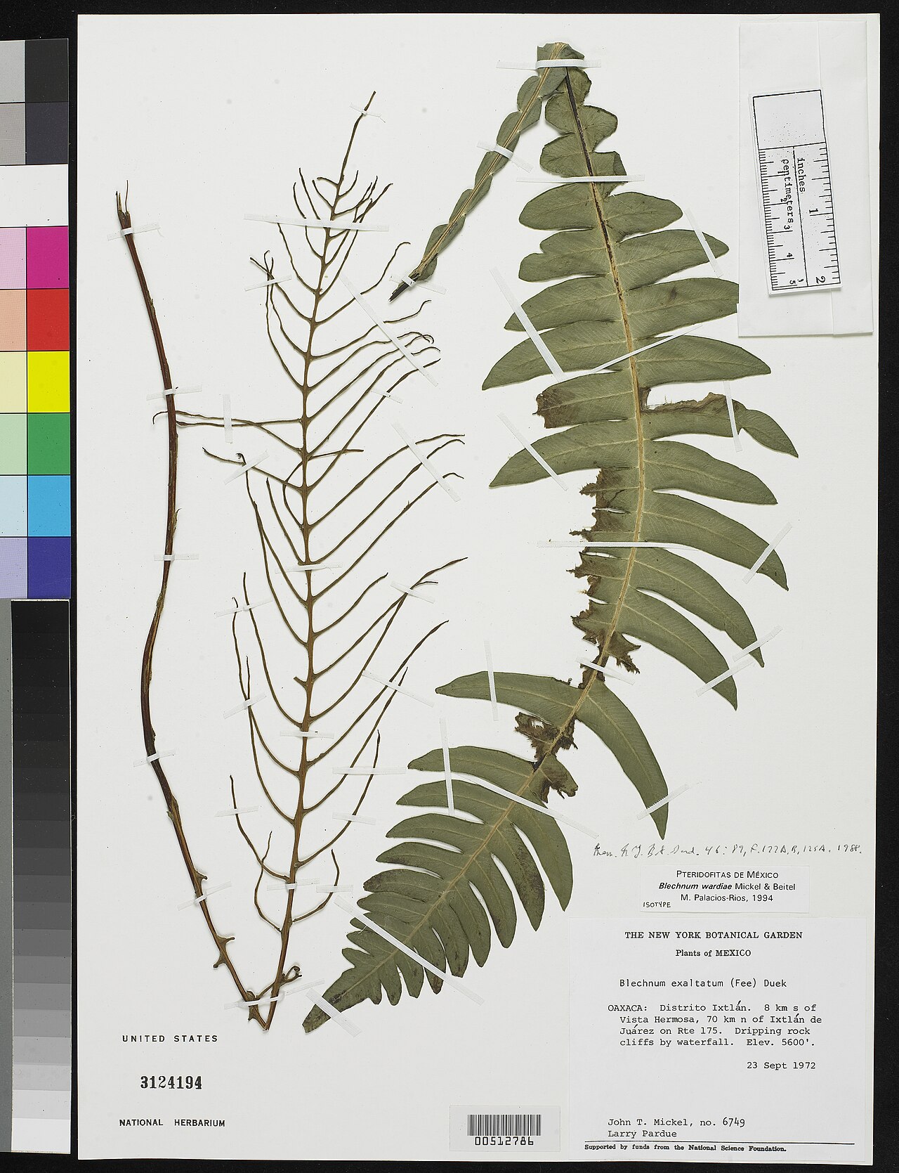 Austroblechnum wardiae