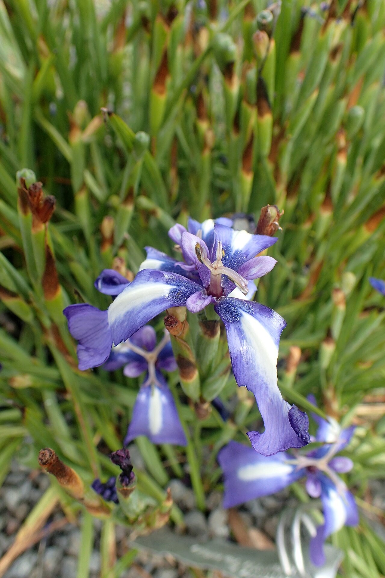 Herbertia pulchella