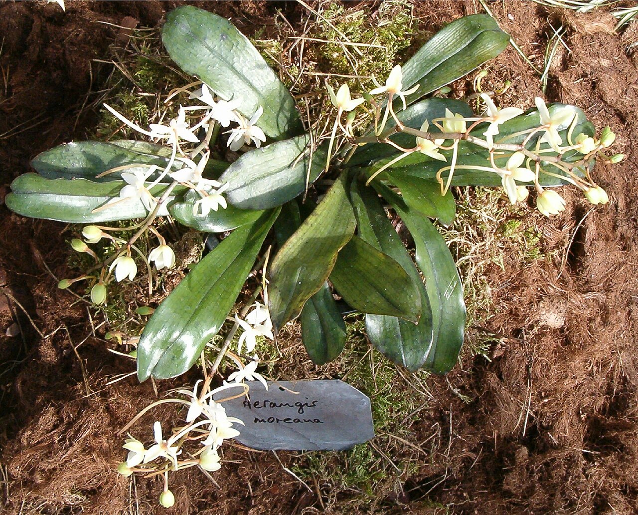 Aerangis mooreana