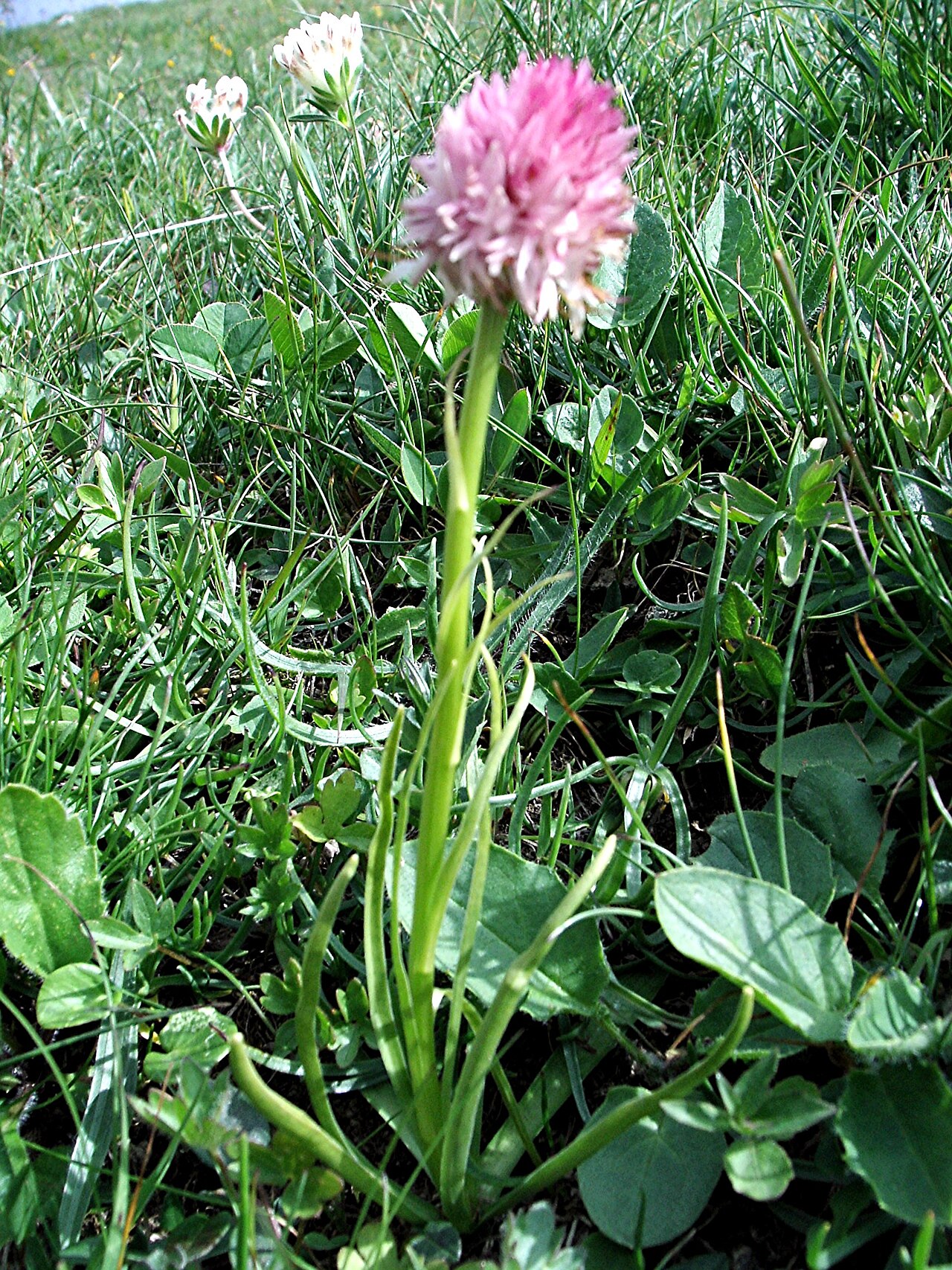 Gymnadenia corneliana