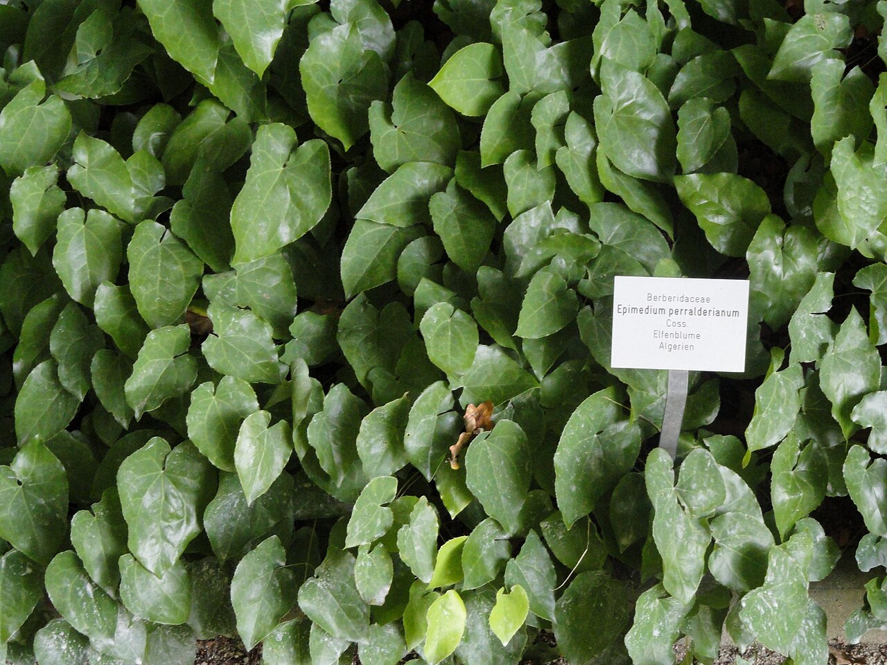 Epimedium perralderianum