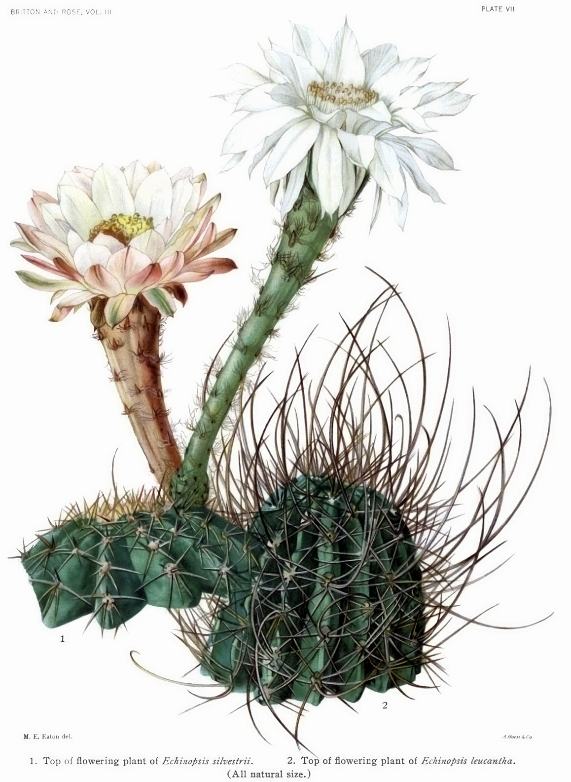 Echinopsis leucantha