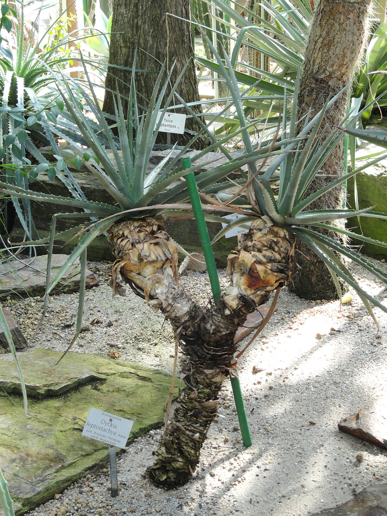 Dyckia leptostachya