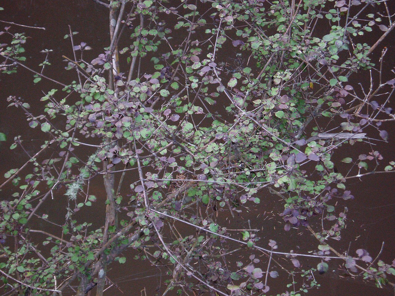 Coprosma rotundifolia