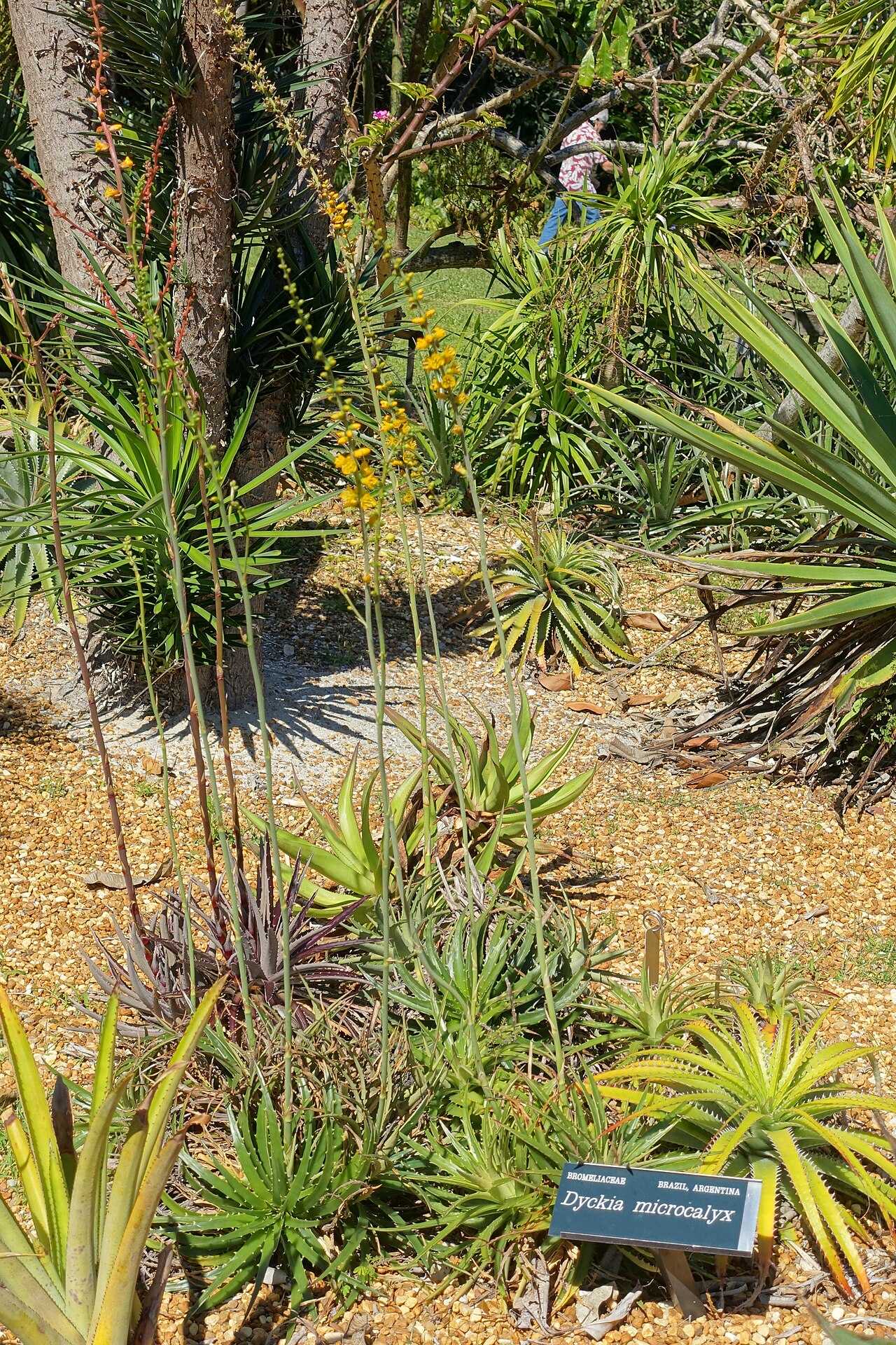 Dyckia microcalyx