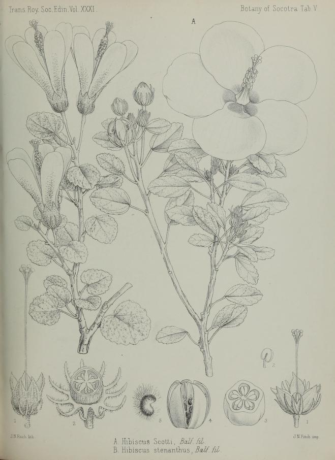 Hibiscus stenanthus