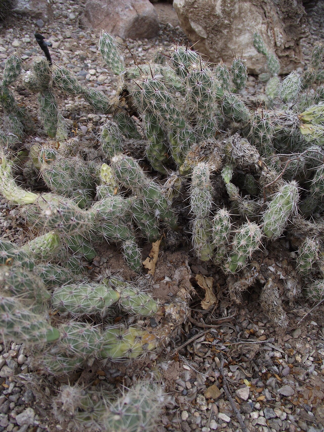 Grusonia moelleri