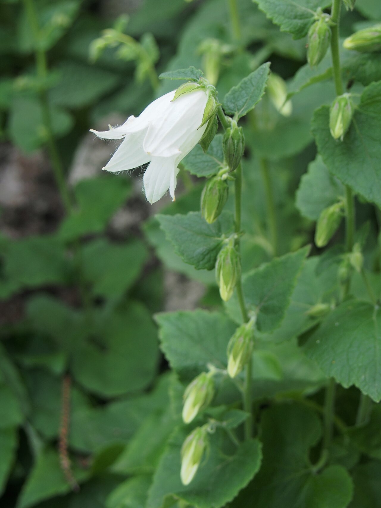 Campanula alliariifolia