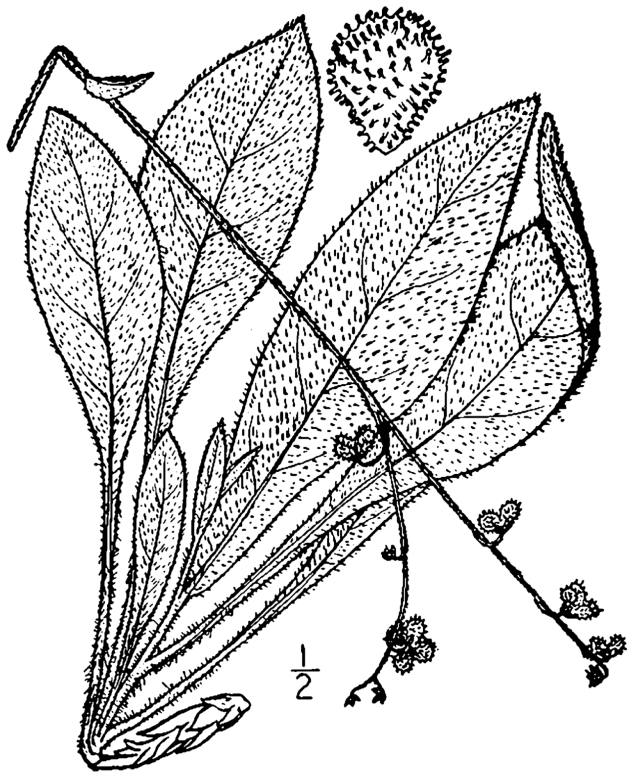 Cynoglossum virginianum