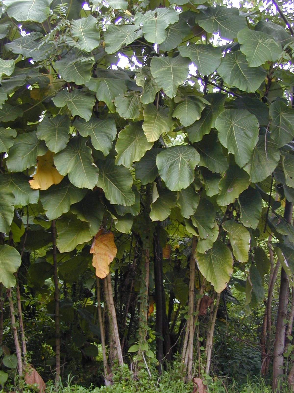 Macaranga mappa