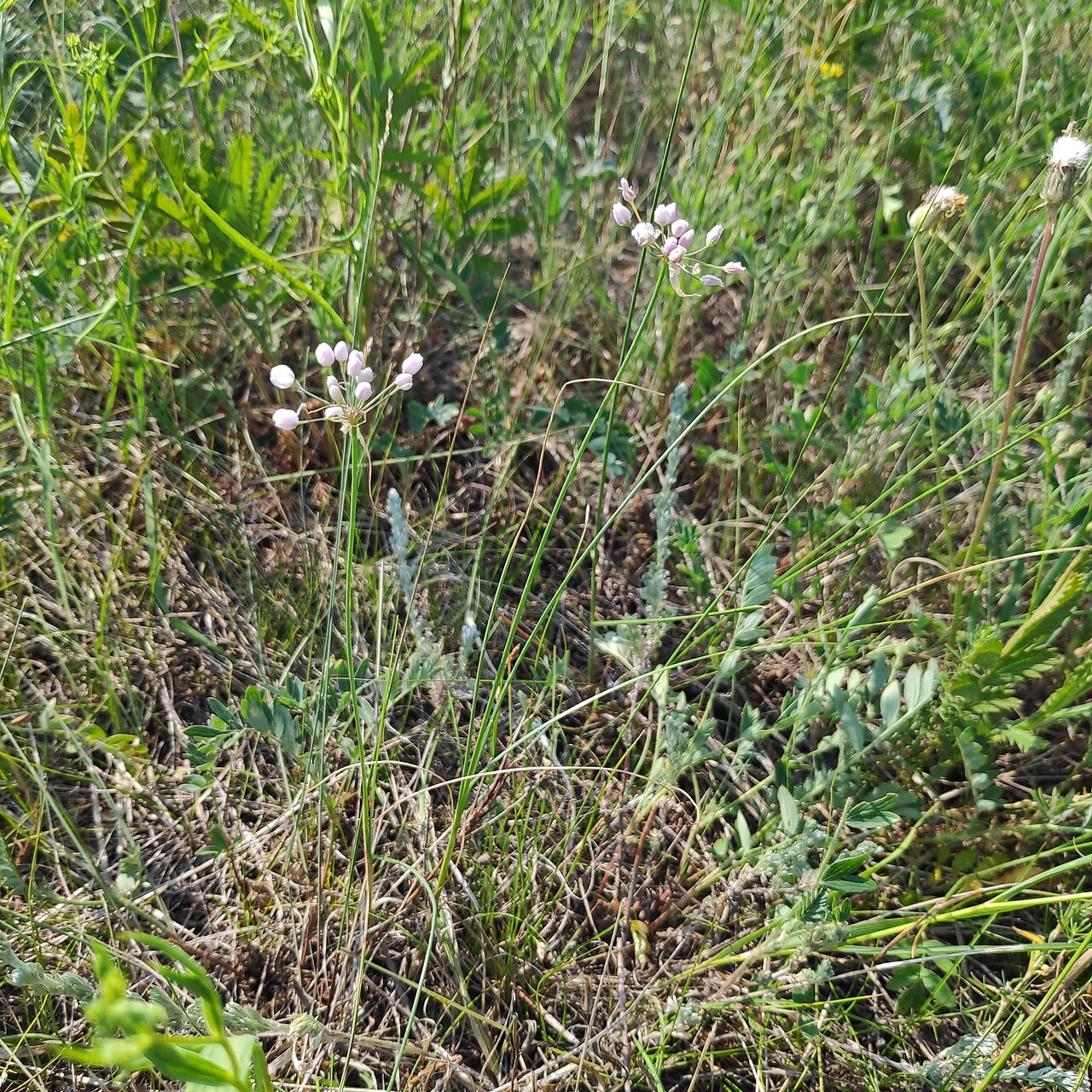 Allium anisopodium