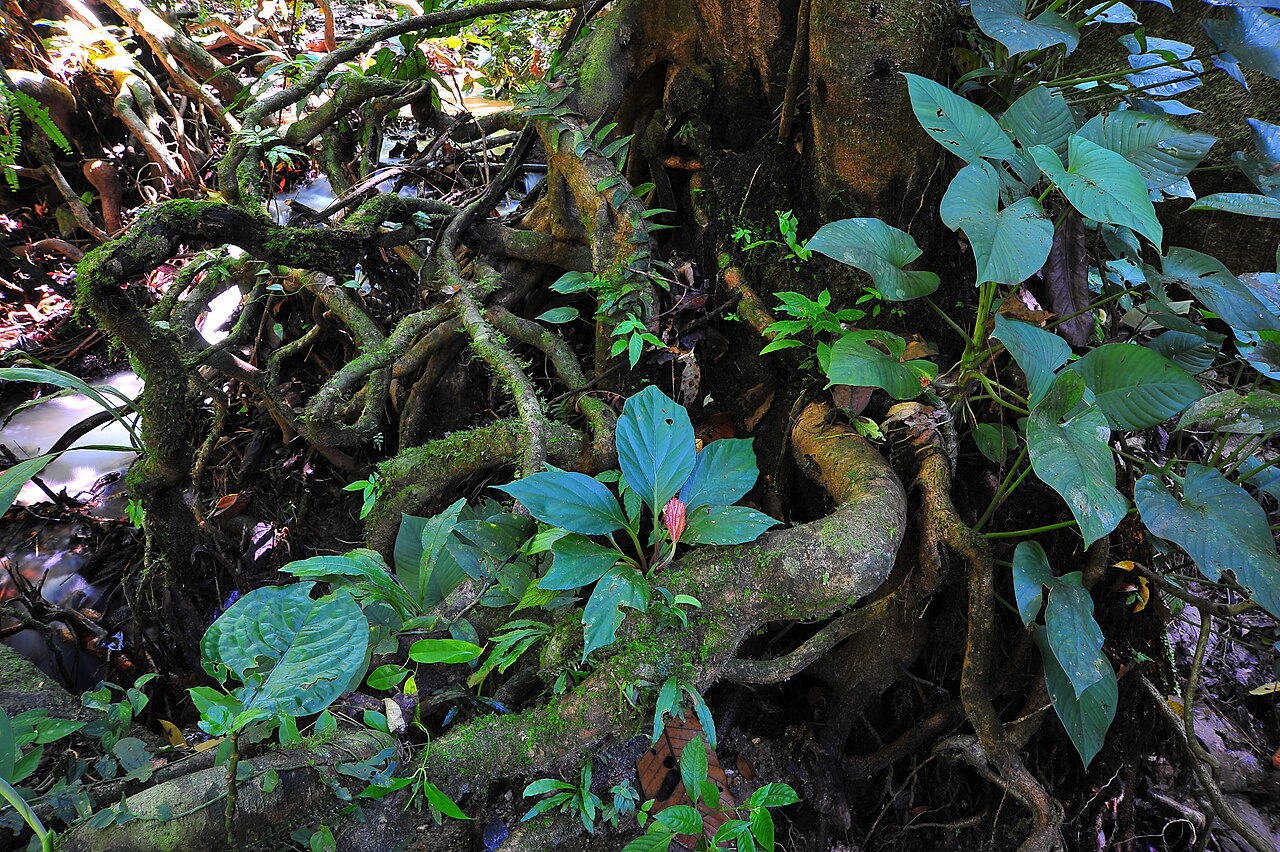 Begonia aequilateralis