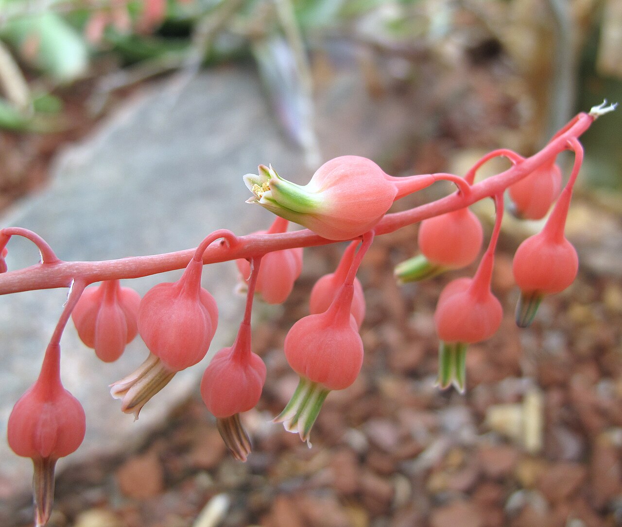 Gasteria baylissiana