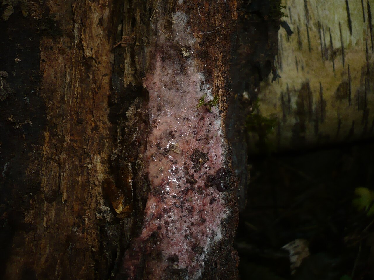 Helicobasidium purpureum