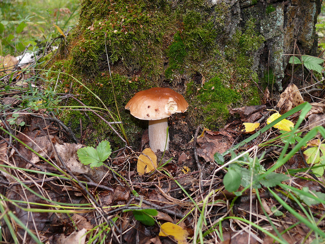 Boletus betulicola