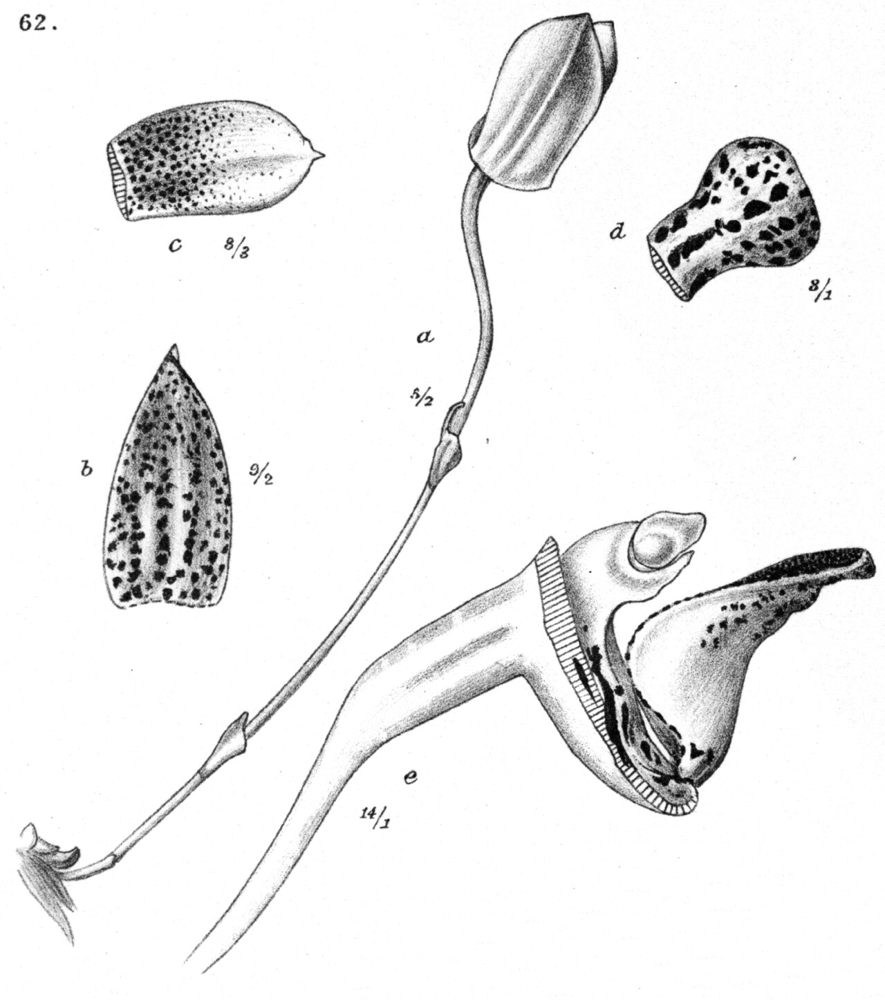 Bulbophyllum aspersum