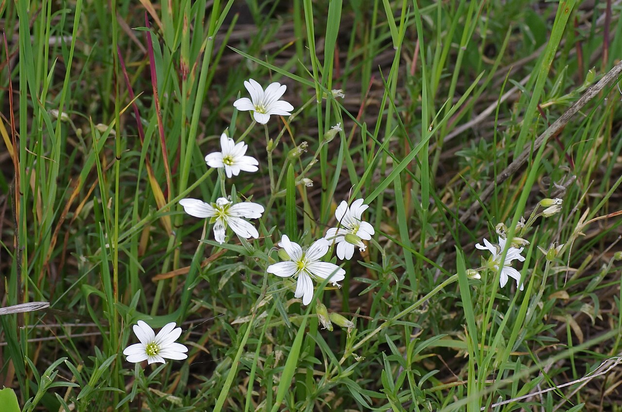 Cerastium alsinifolium