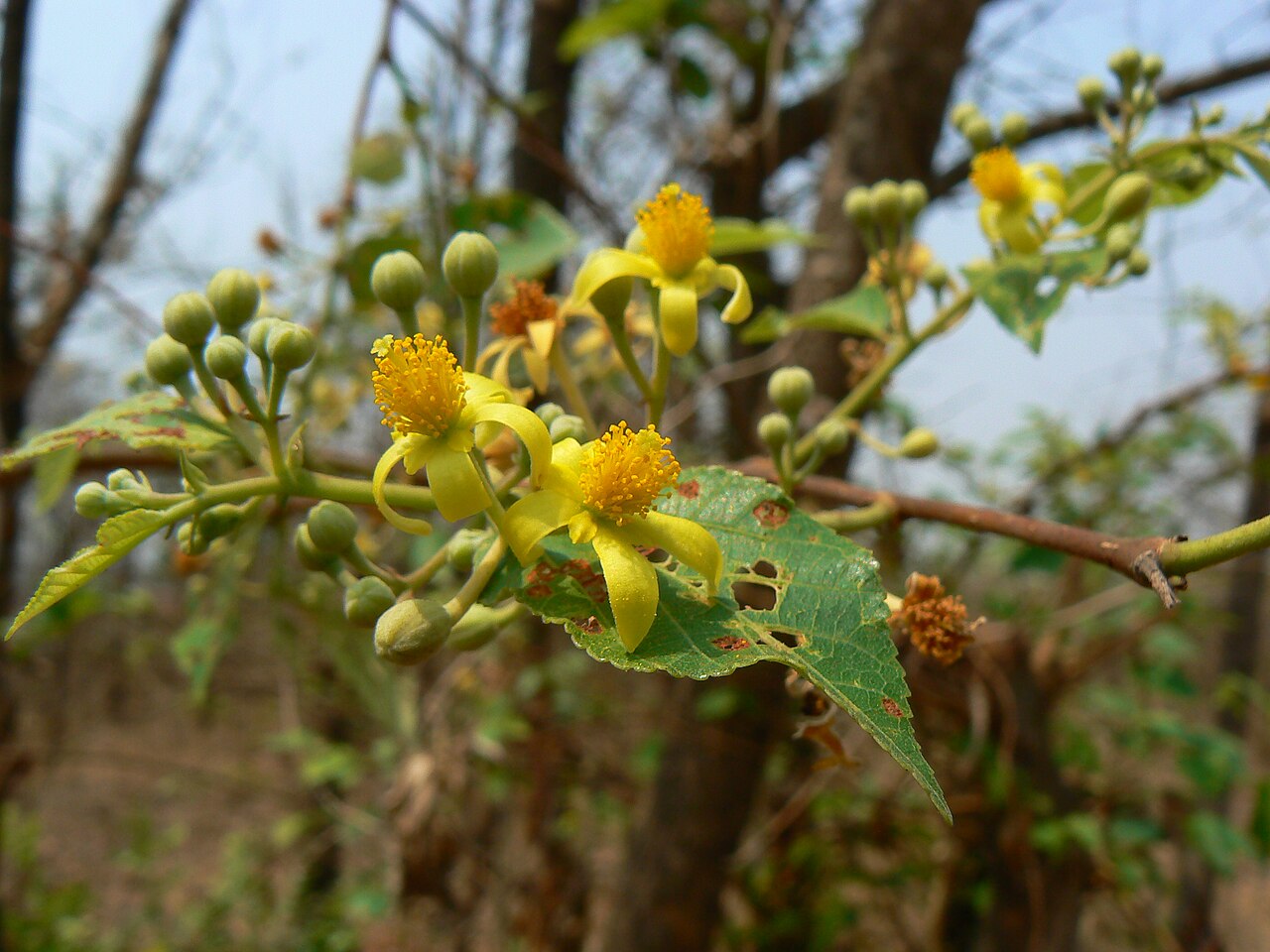 Grewia conferta