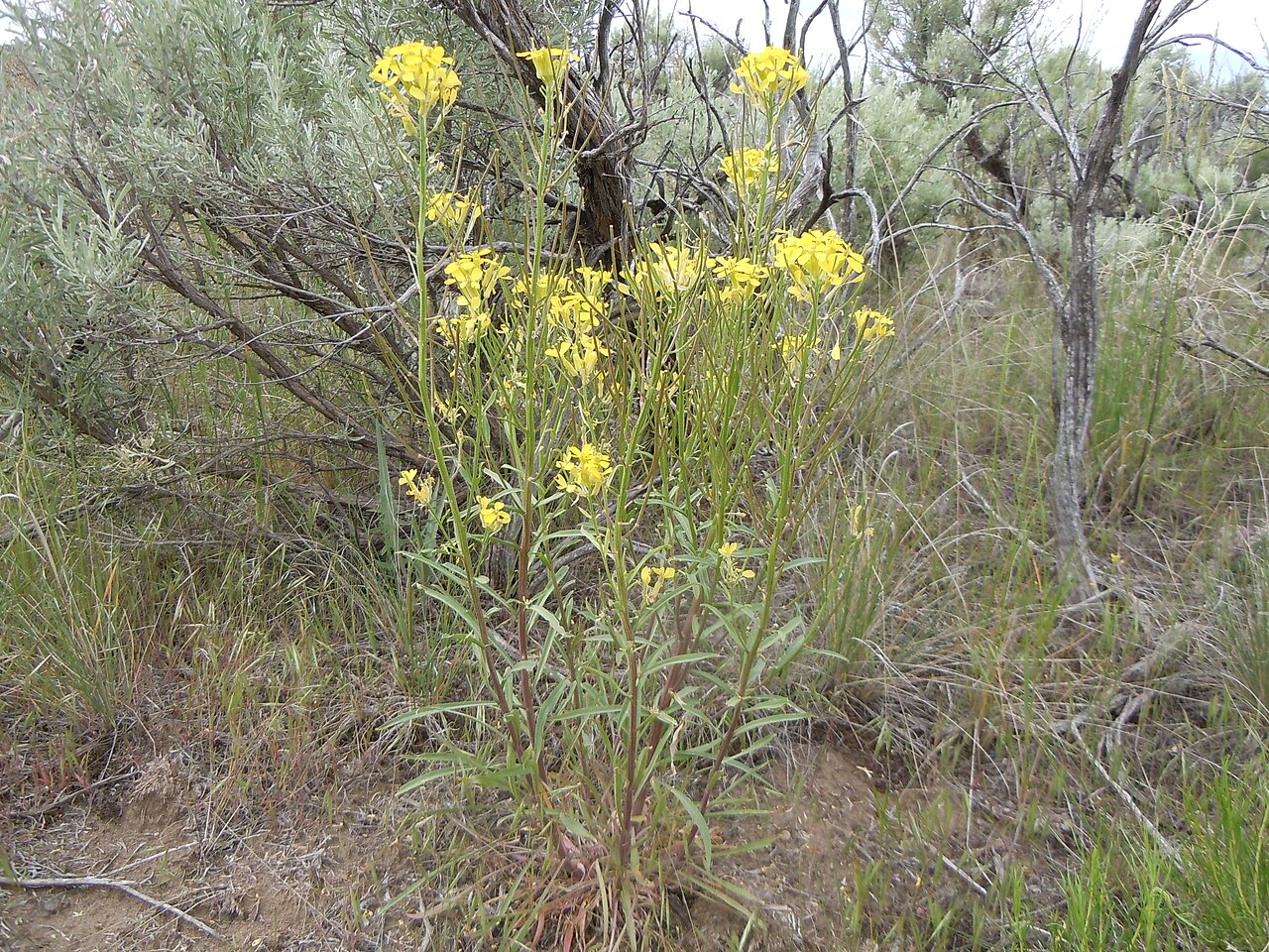 Erysimum capitatum