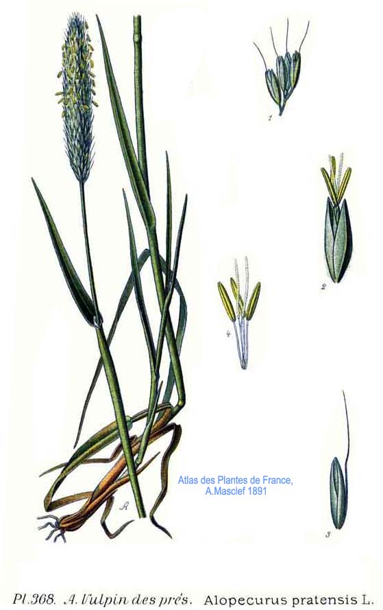 Alopecurus pratensis