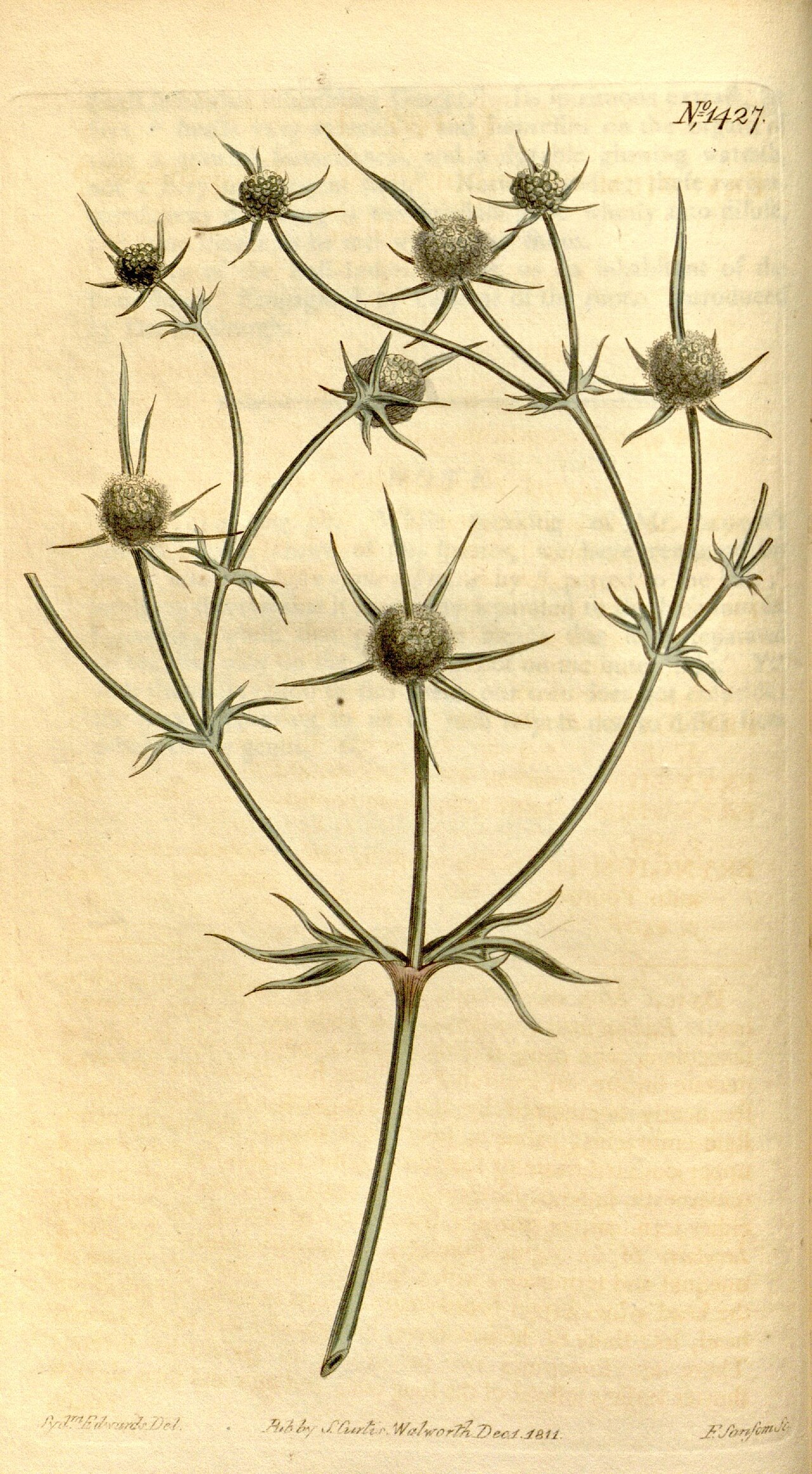 Eryngium corniculatum