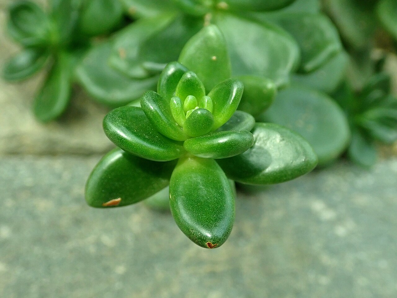 Cremnophila linguifolia