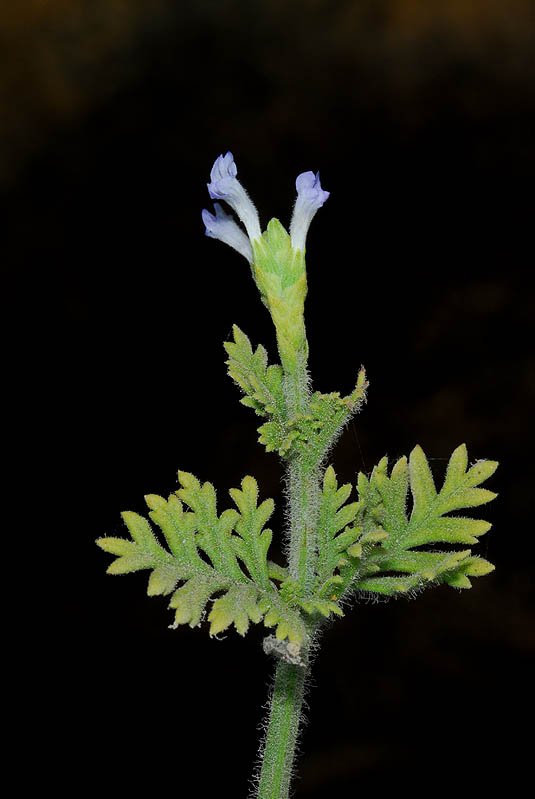 Lavandula pubescens