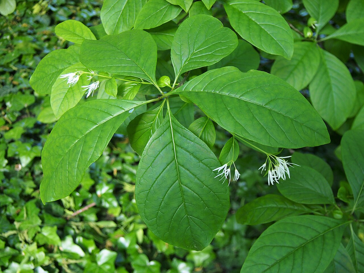 Chionanthus virginicus