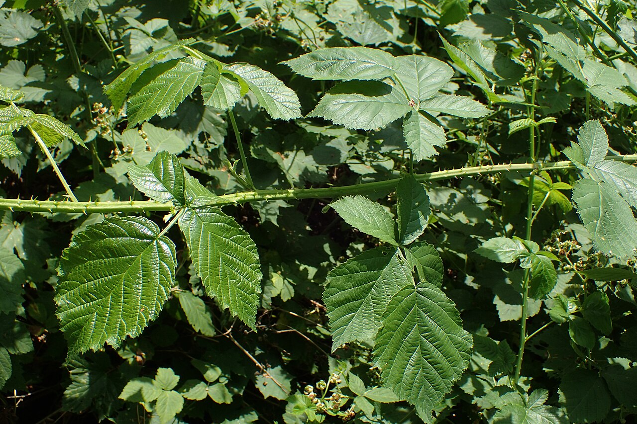 Rubus wahlbergii
