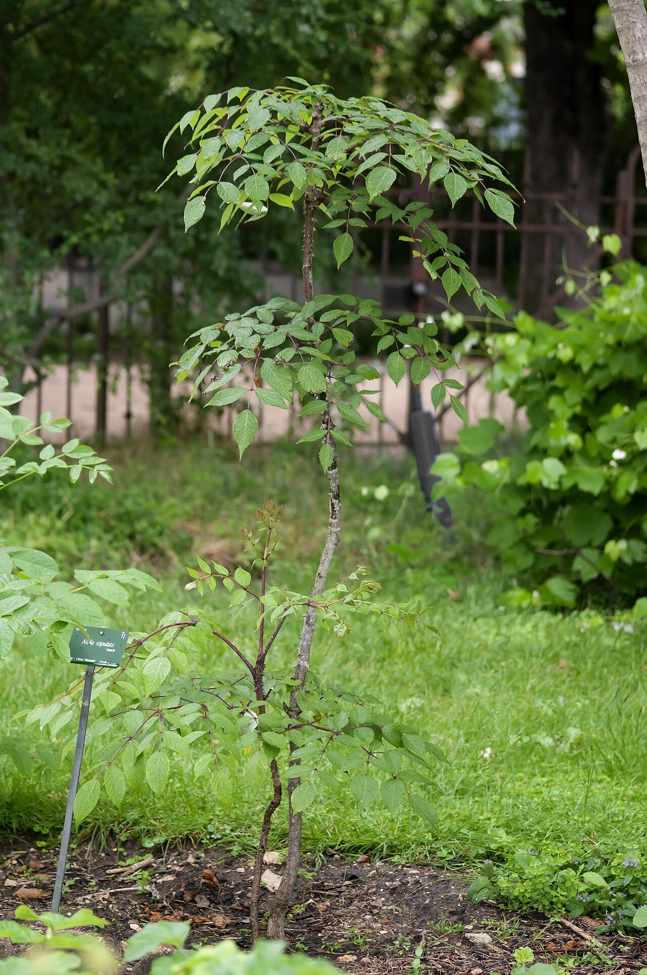 Aralia stipulata
