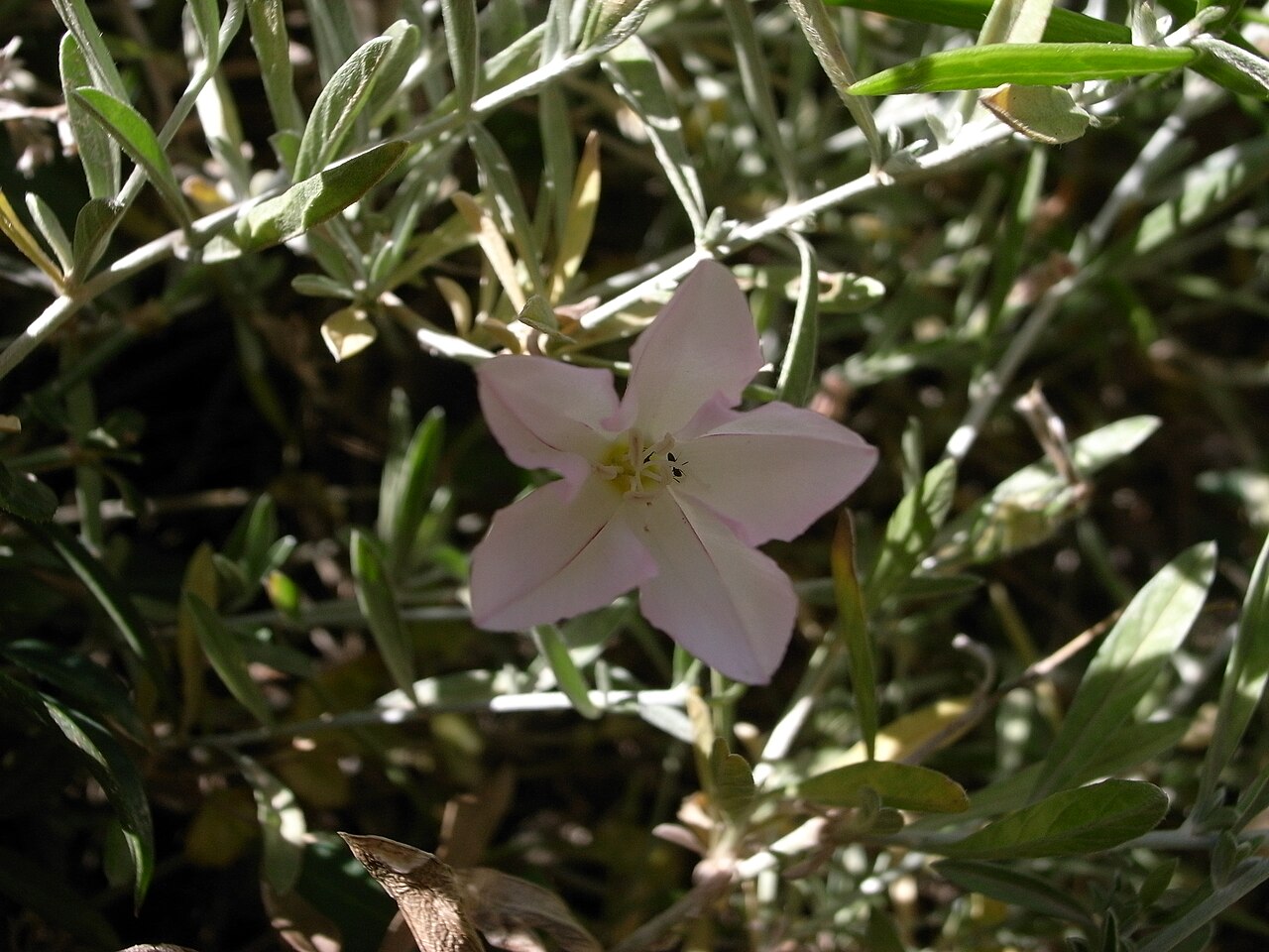 Convolvulus oleifolius