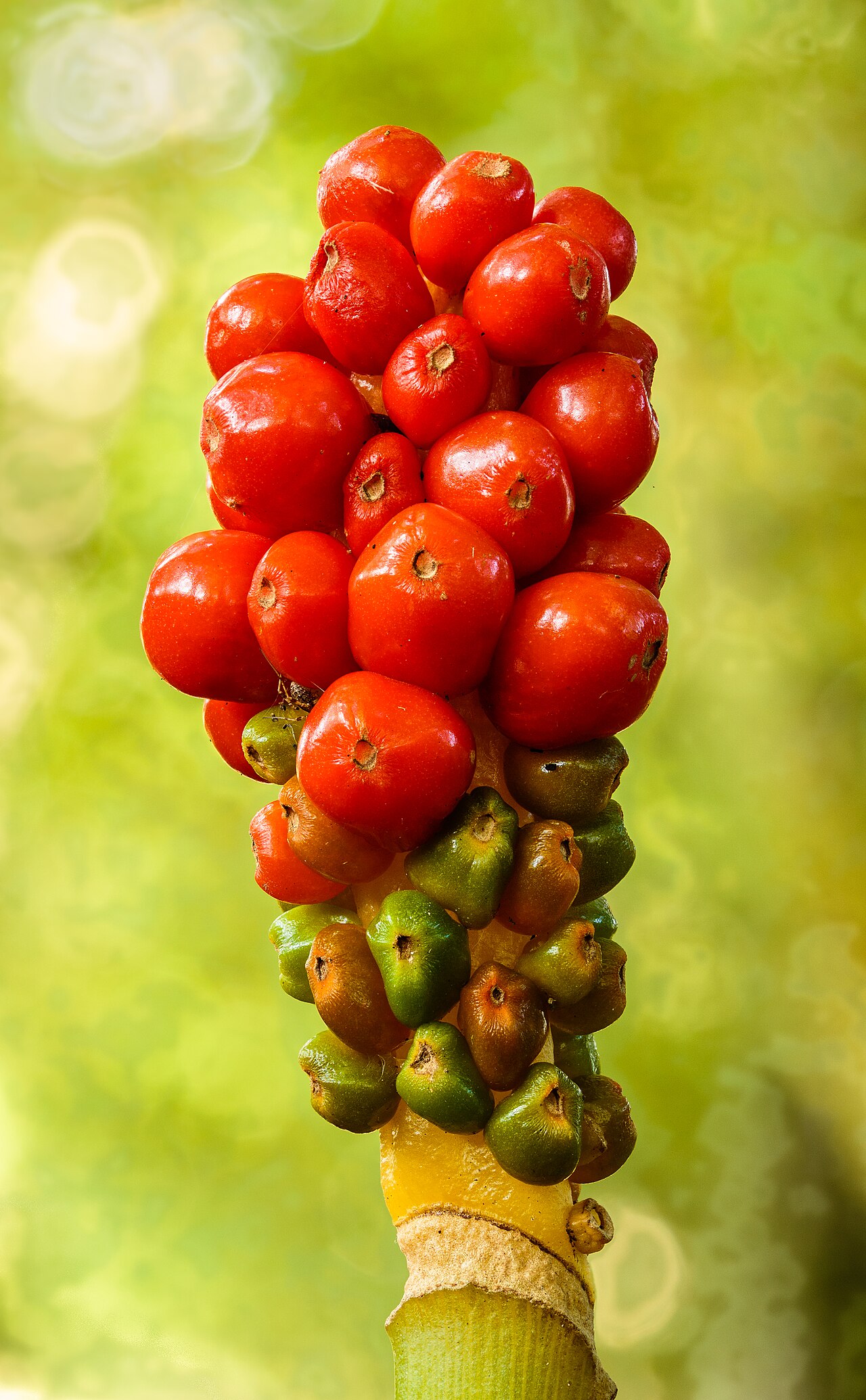 Arum italicum