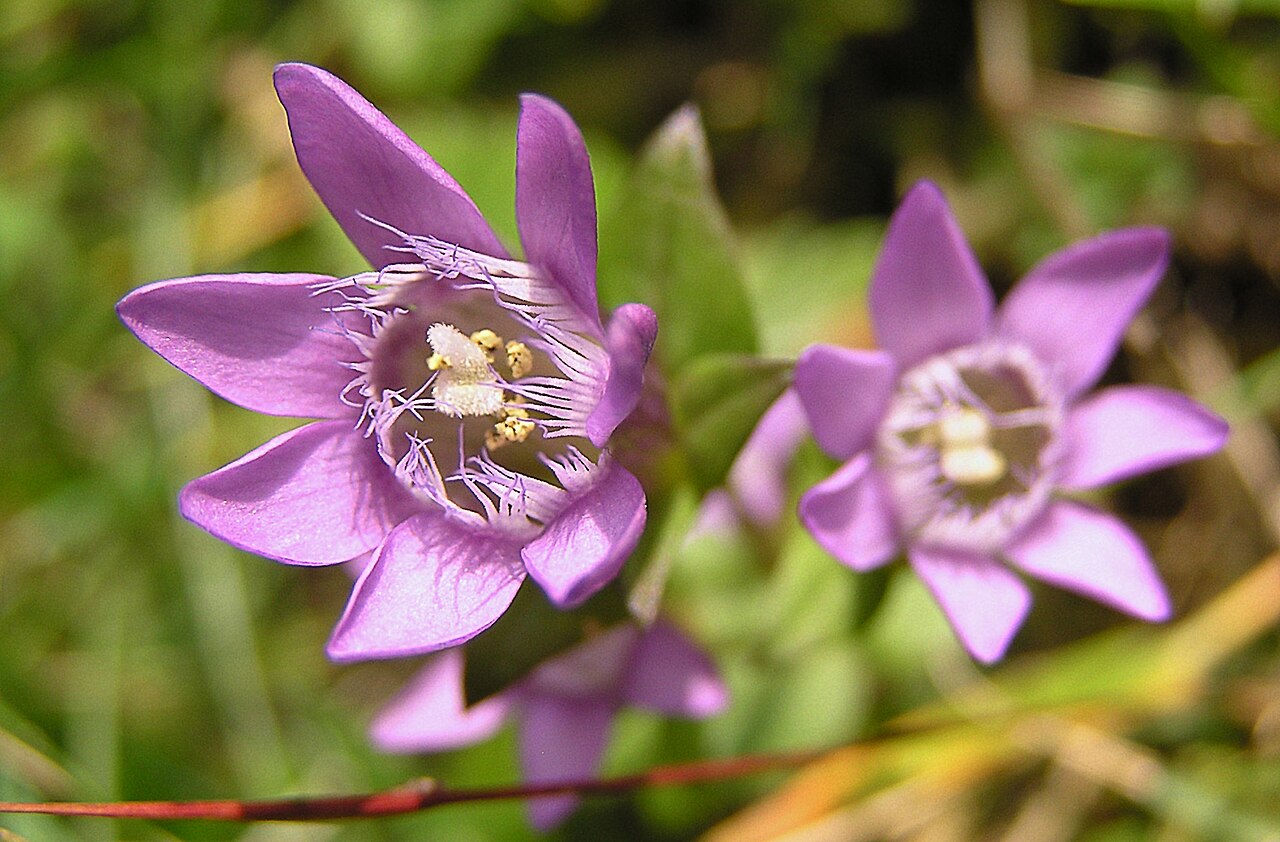 German gentian
