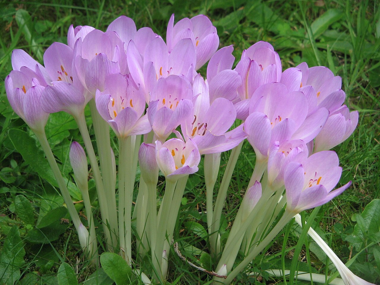Colchicum × byzantinum