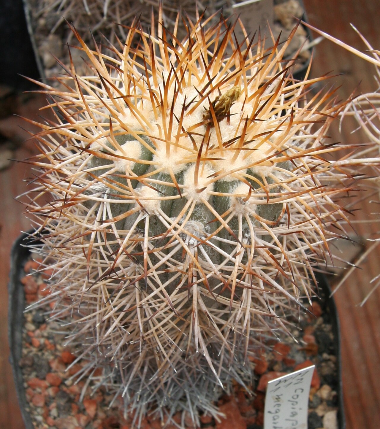Copiapoa megarhiza