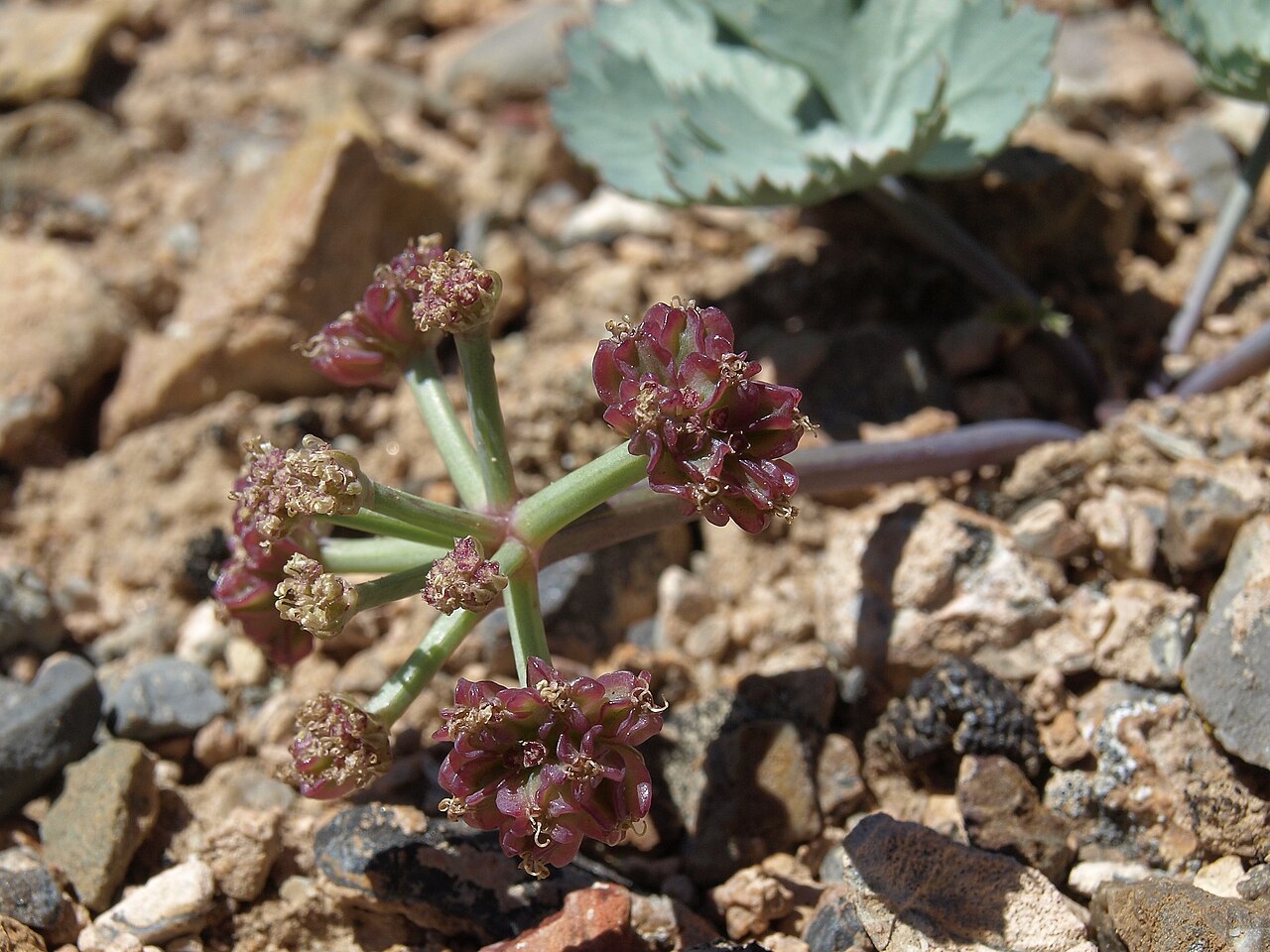 Aulospermum basalticum
