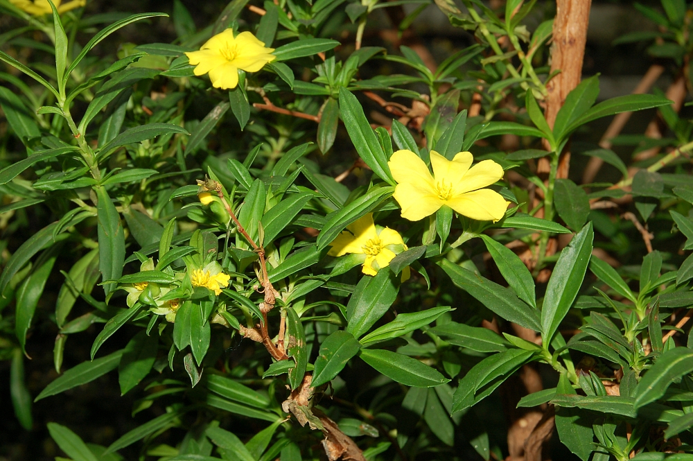 Cut-leaf hibbertia