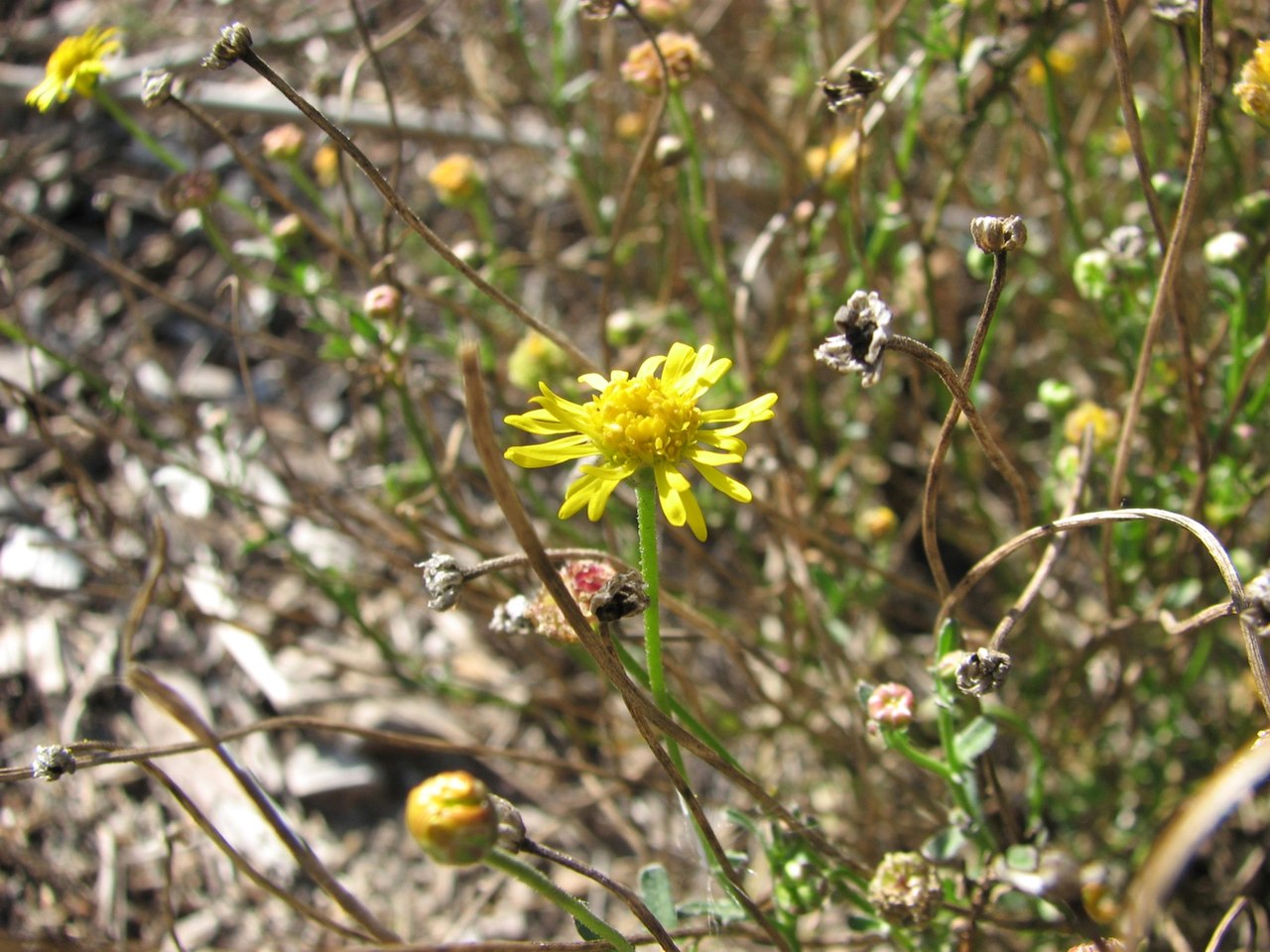 Yellow-tongue daisy