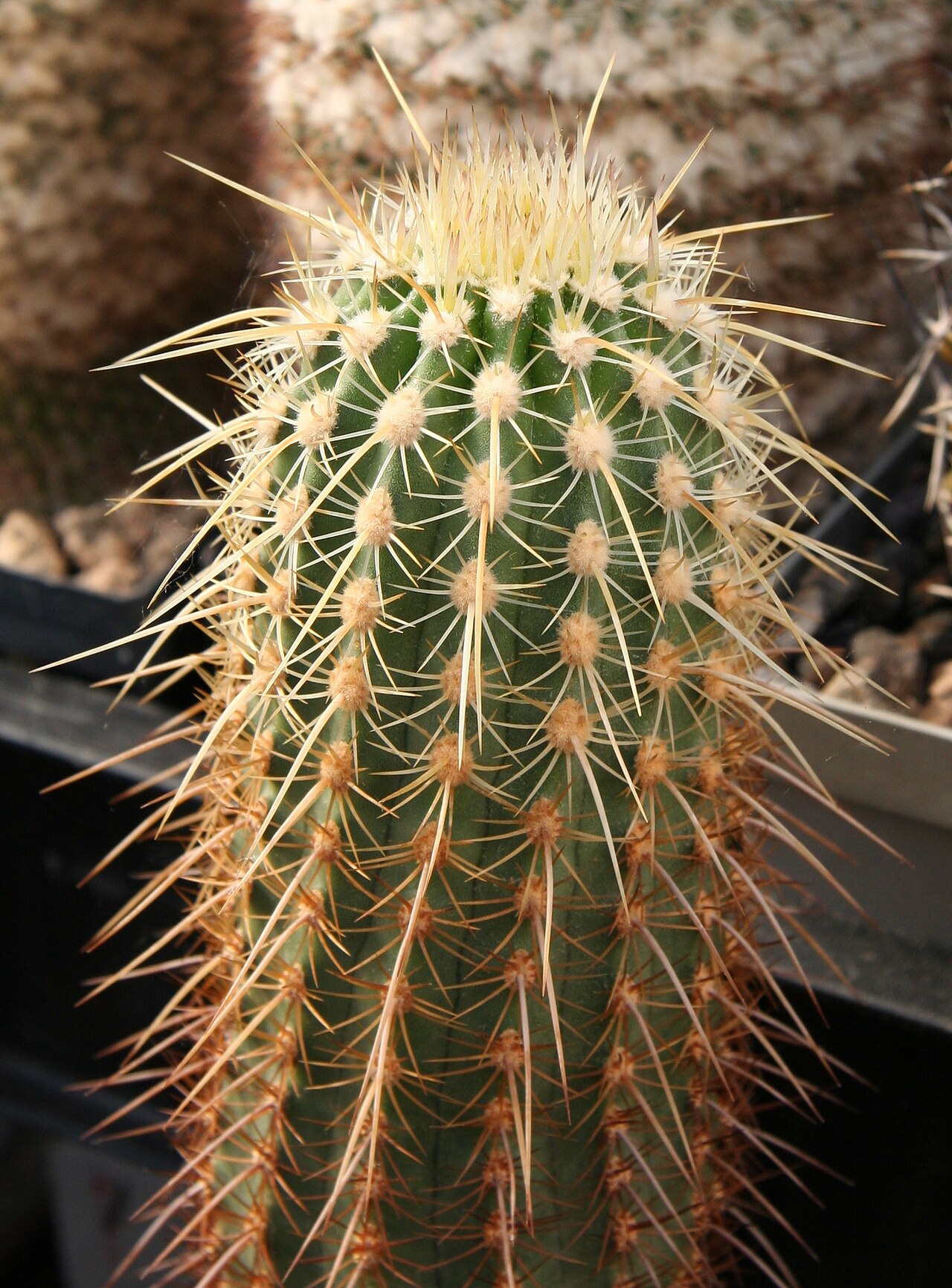 Echinocereus ledingii