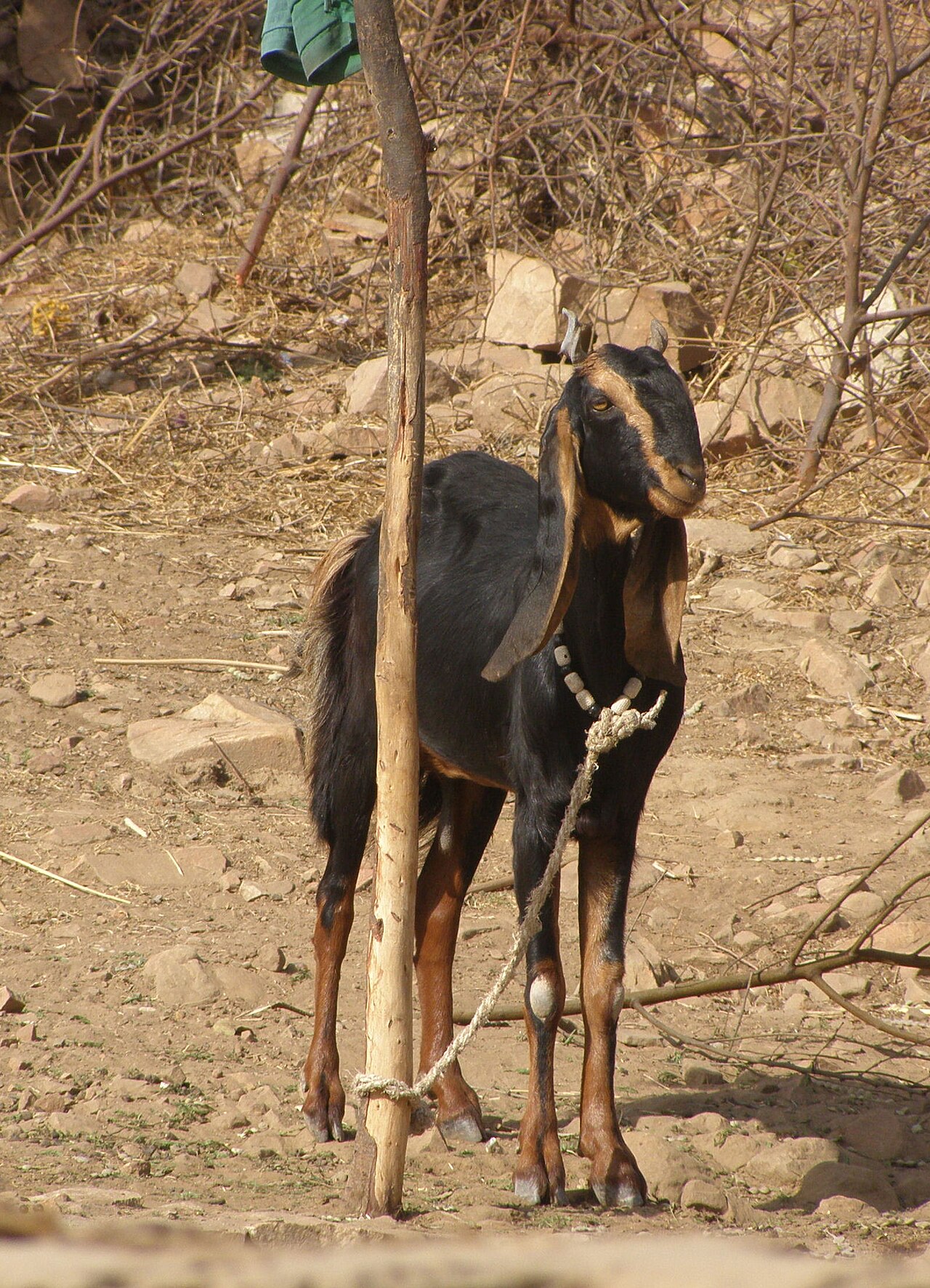 Jamnapari
