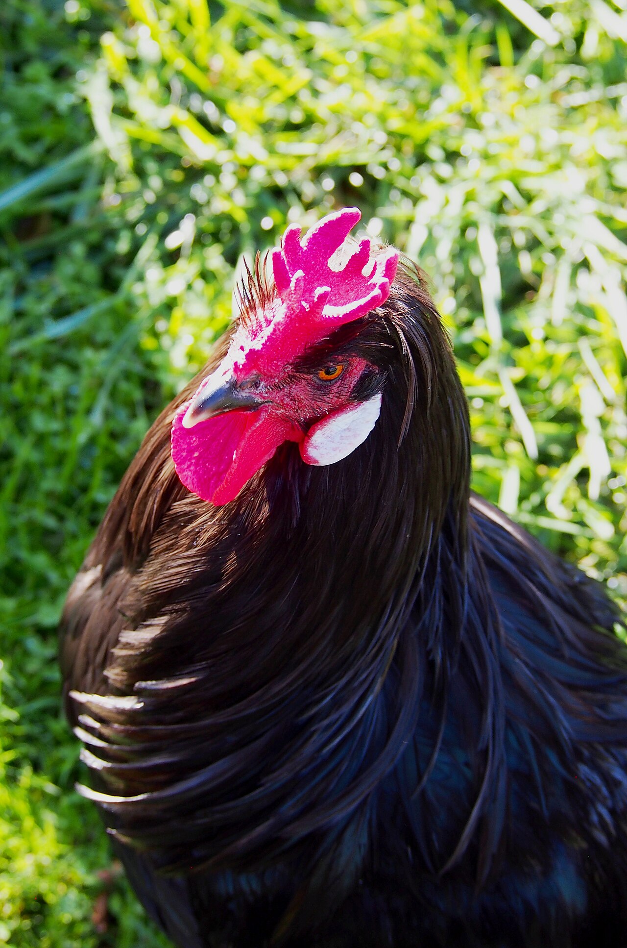 Caumont hen