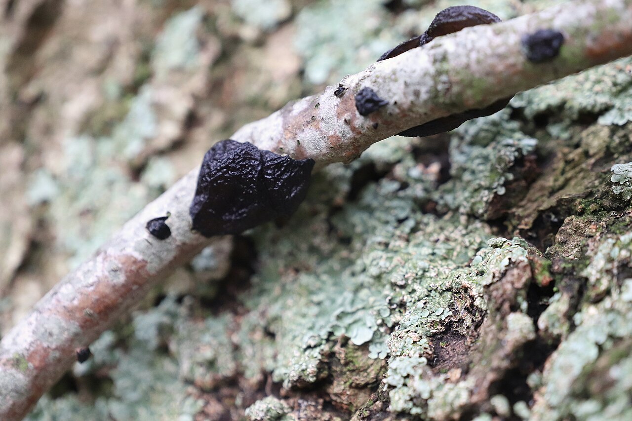 Exidia glandulosa