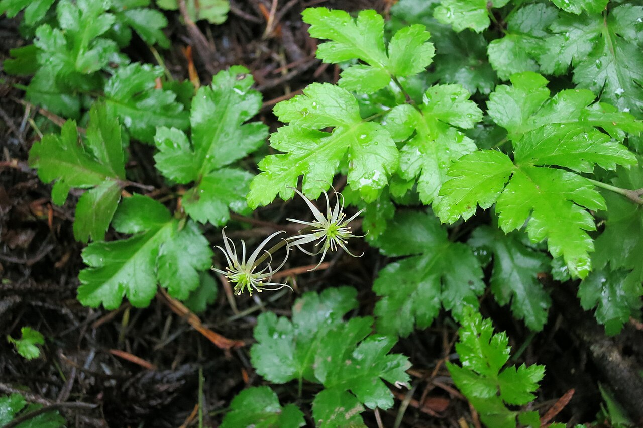 Coptis laciniata