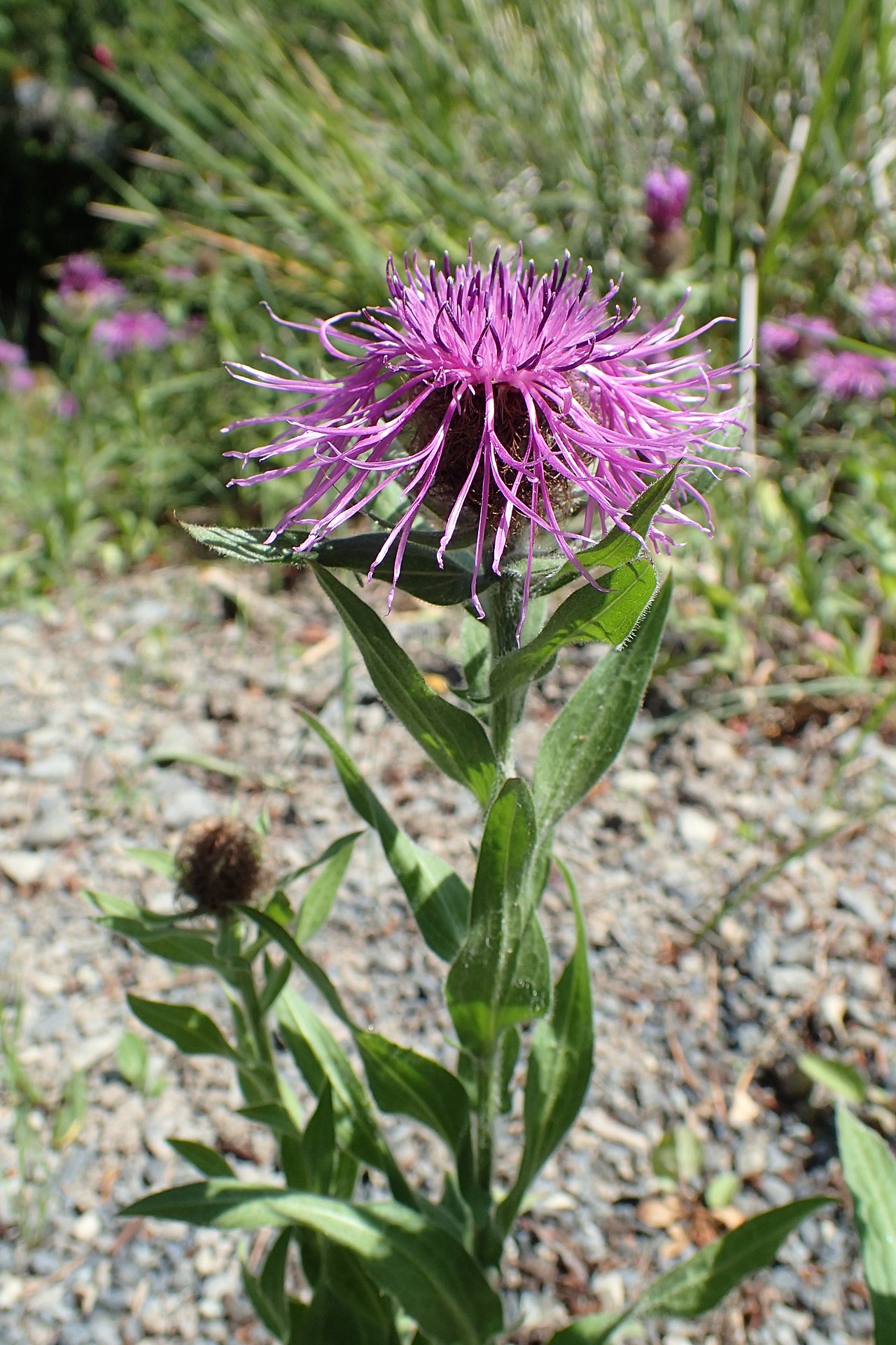 Centaurea uniflora