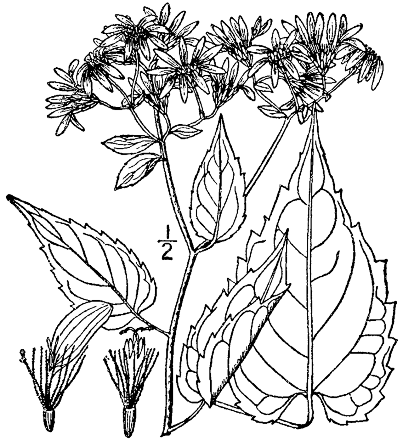 Eurybia divaricata