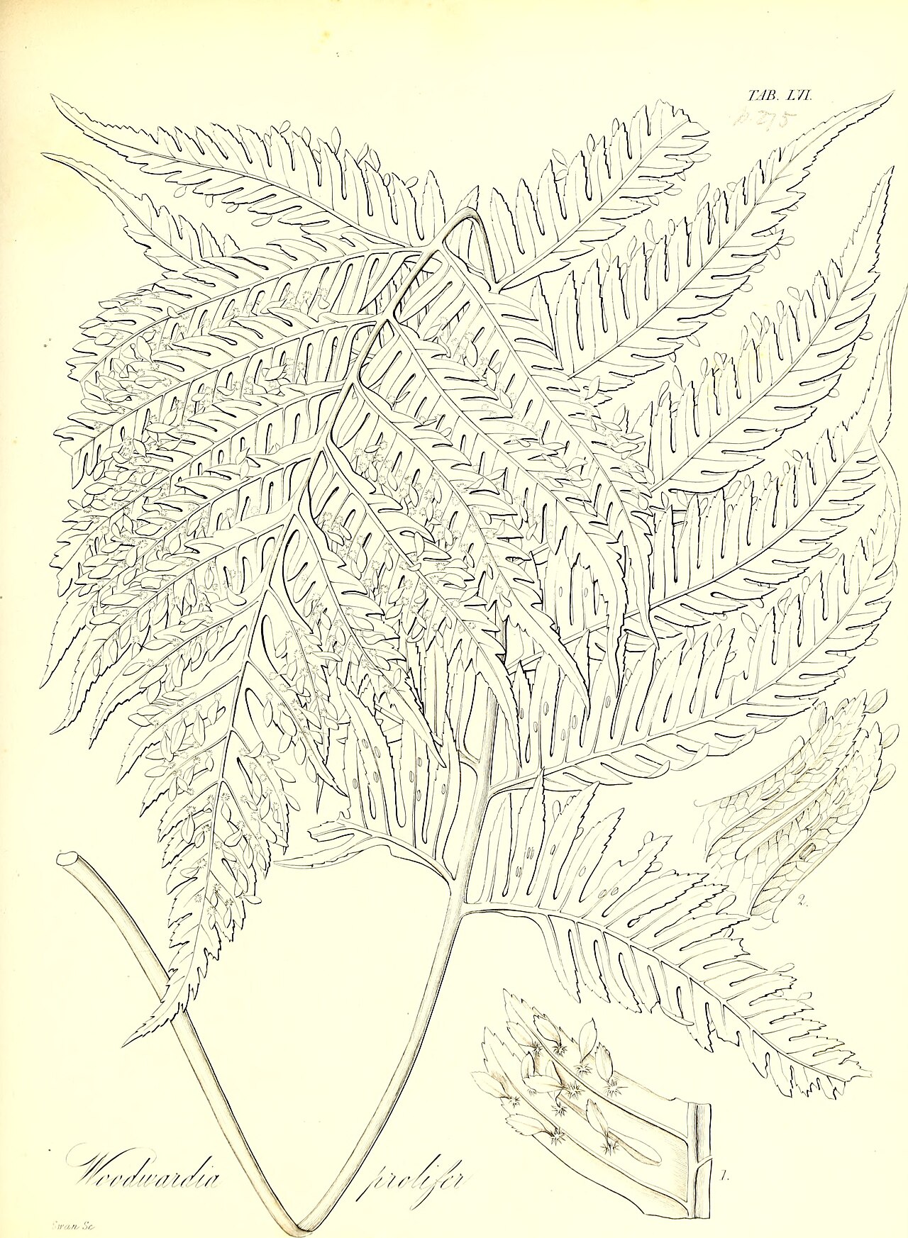 Woodwardia prolifera